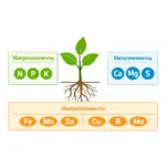 Инфографика элементов питания растений: макроэлементы NPK, мезоэлементы Ca Mg S и микроэлементы Fe Mn Zn Cu B Mo